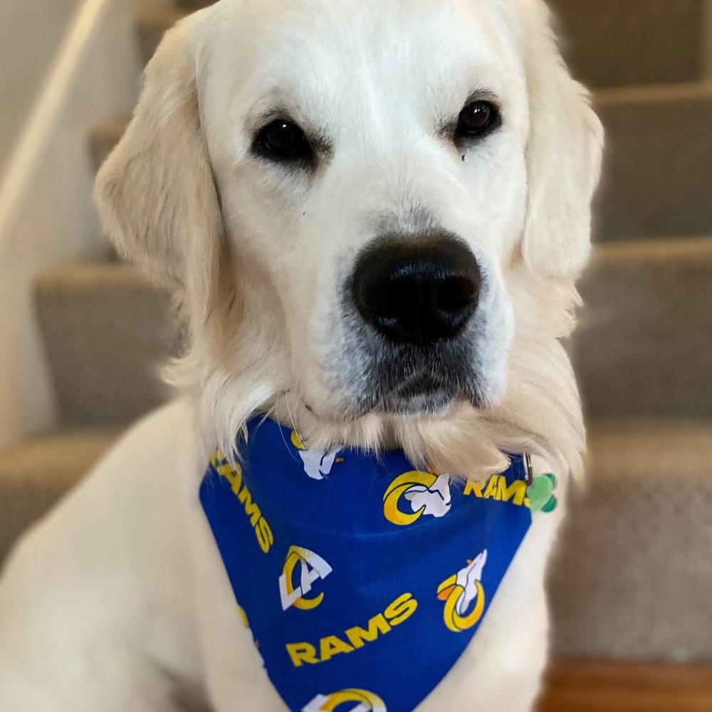 Dog Bandana LA Rams Football Slides over Collar Size Large